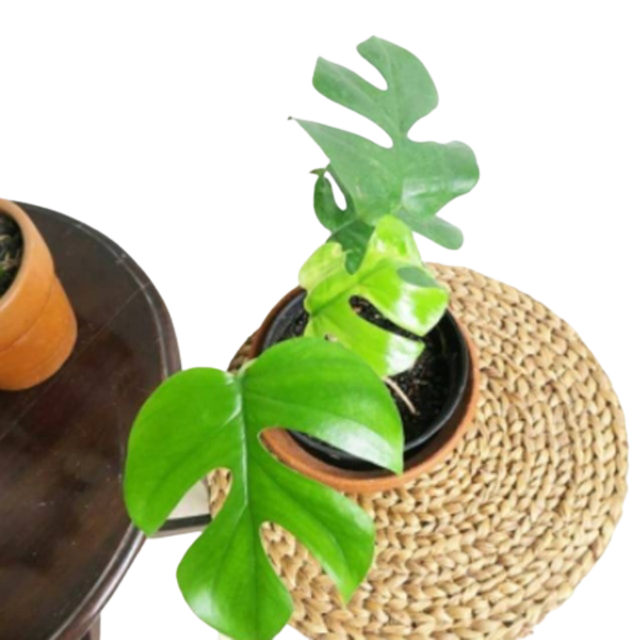 Rhaphidophora tetrasperma 1